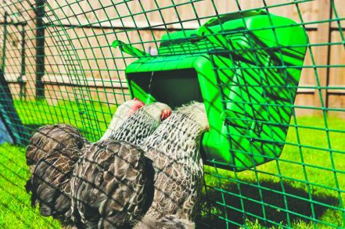 Foderautomat WiseFeeder - 5 kg