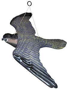 Skræmmer rovfugl - flyvende