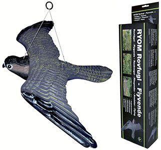 Skræmmer rovfugl - flyvende