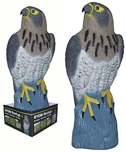 Skræmmer rovfugl - siddende