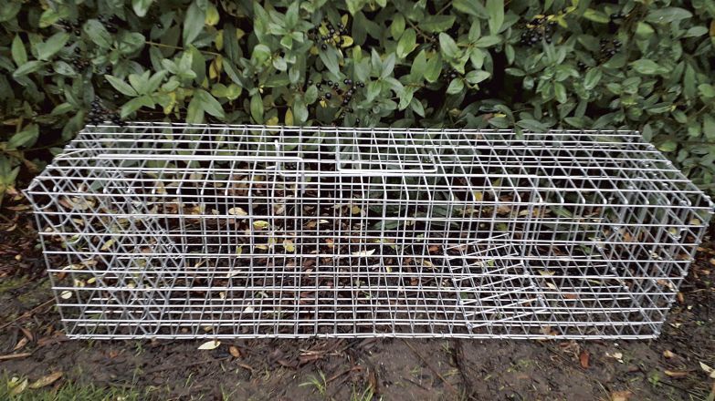 Mårhund Hvalpefælde