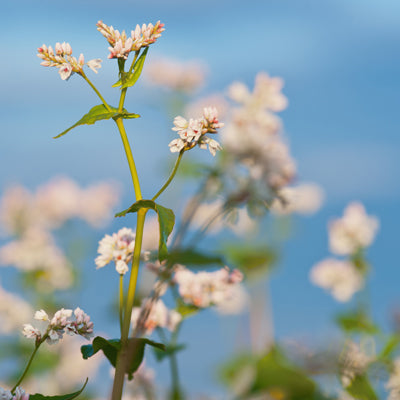 Boghvede LILEJA - 2 kg.