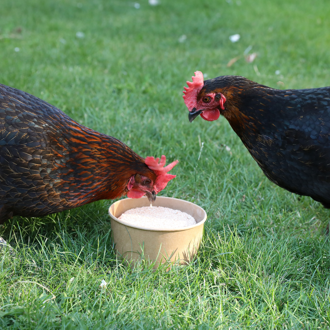 Ropa Poultry Pickblok med oregano