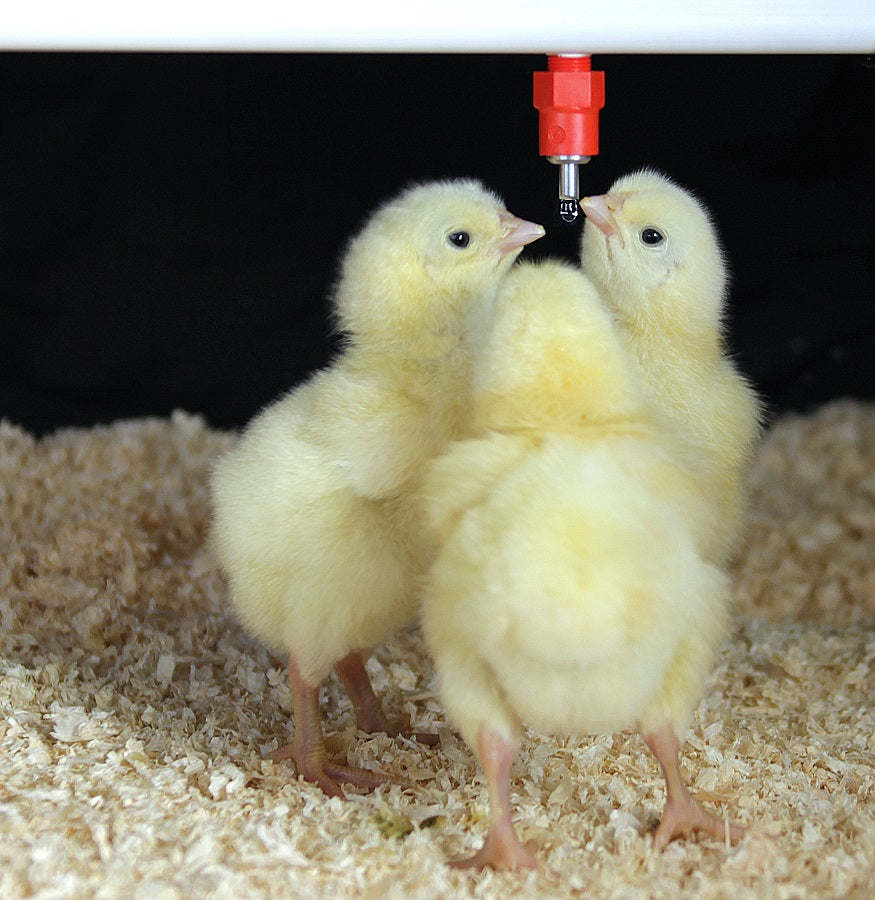 Drikkenippel til høns og kyllinger - IMPEX