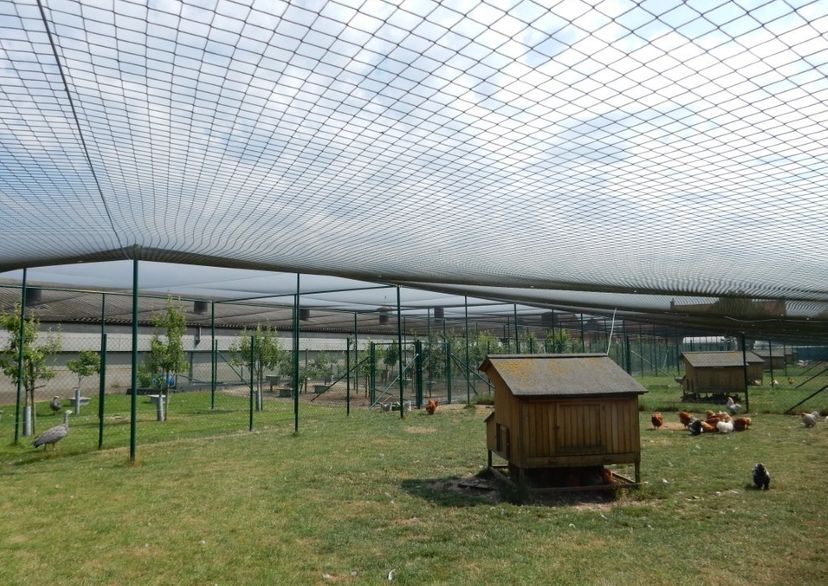 Overnet til hønsegård / Voliere - 70 mm masker - 5 x 10 meter
