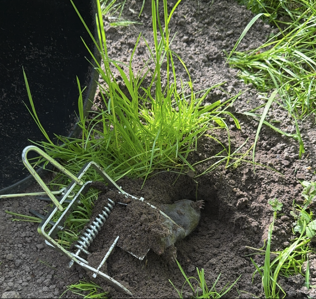 Muldvarpesaks svær med håndtag