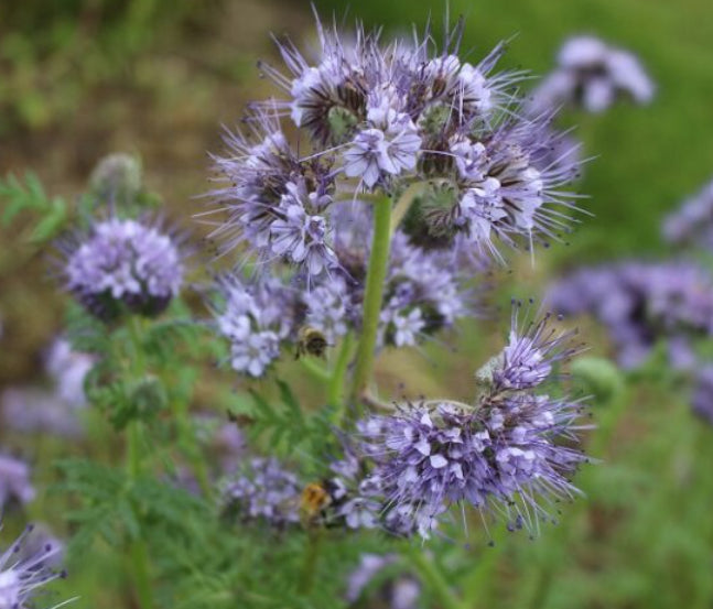 Honningurt ANGELIA - 2 kg.