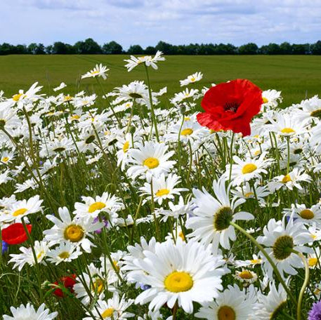 Blomstereng - 100g / 10m2