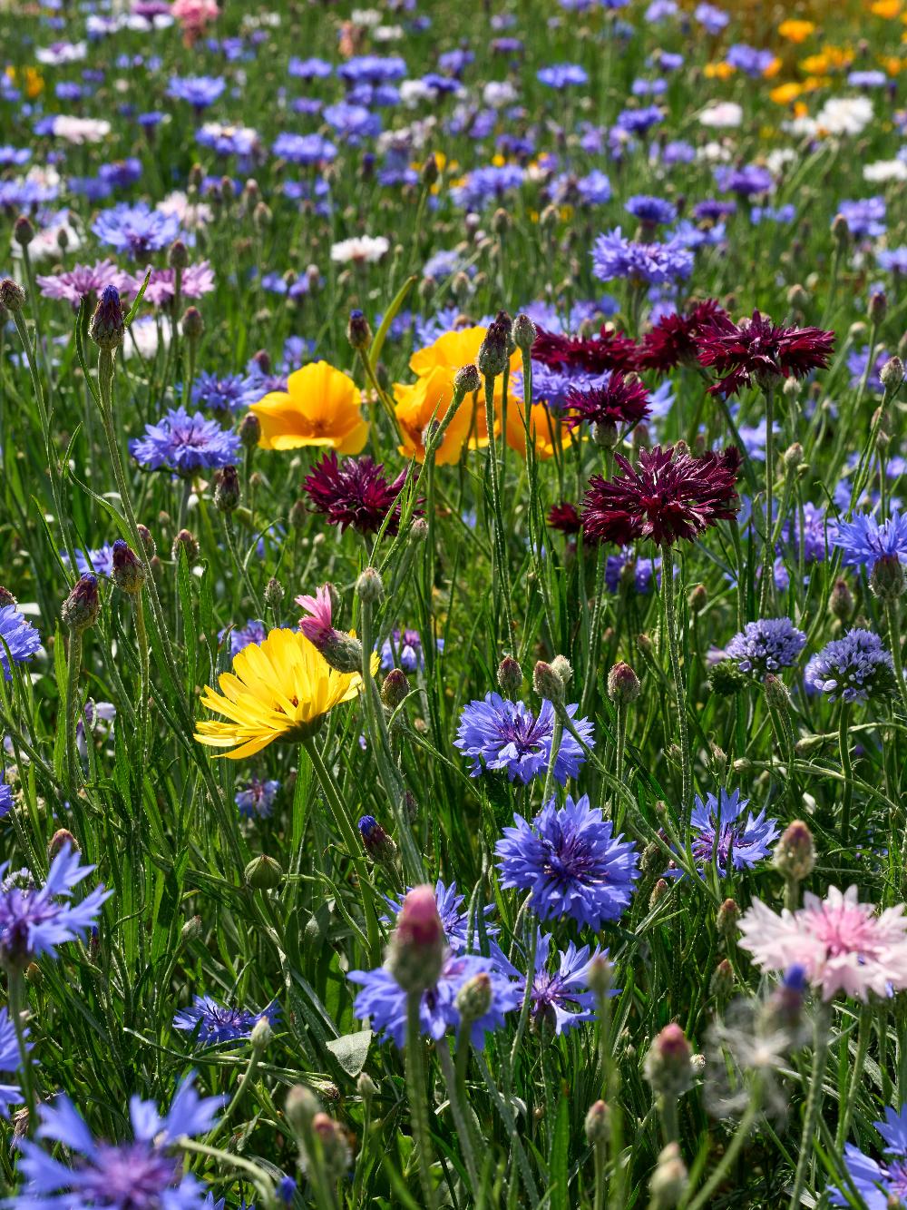 Bondens blomsterblanding - 1kg