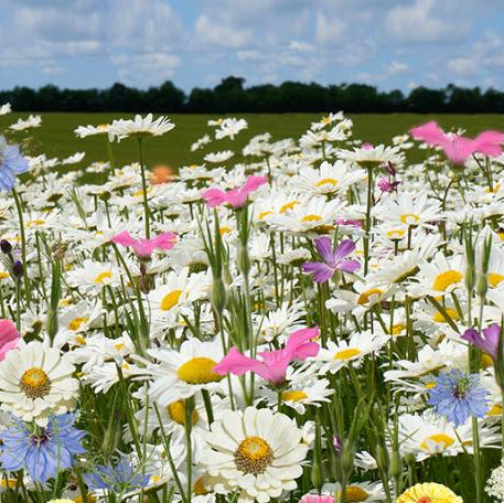 Buketmix - 100g / 10m2