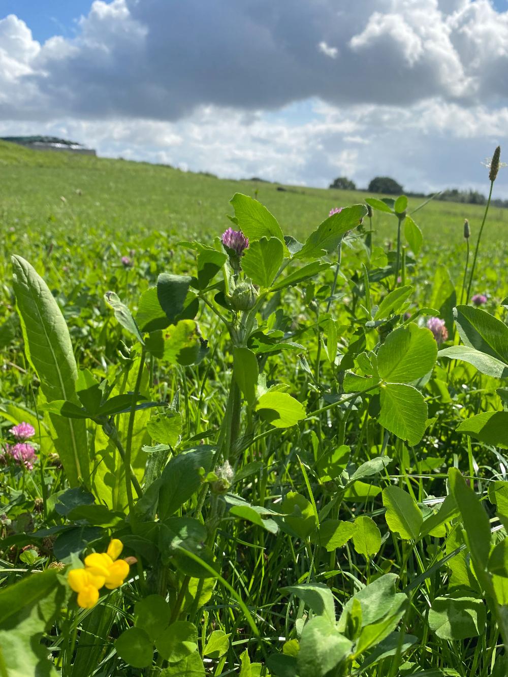 DLF Biodiversitet - 10 kg.