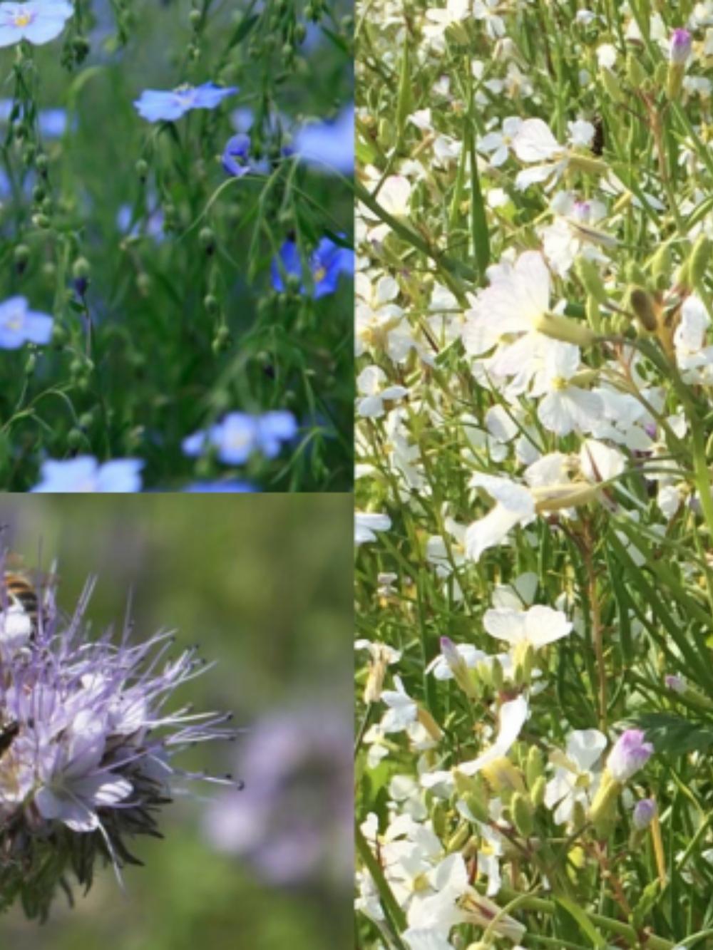 DLF blomsterbrak Power - varig - 15 kg.