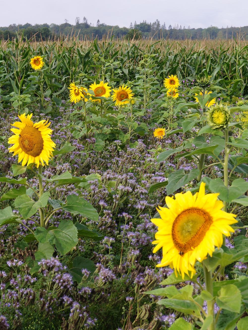 Blomster- og bestøverbrak - 1-årig / 15kg