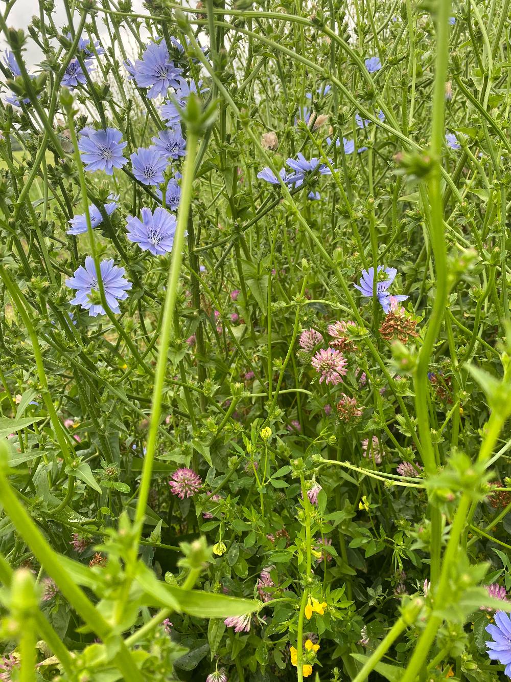 Blomster- og bestøverbrak - 2-årig / 15kg