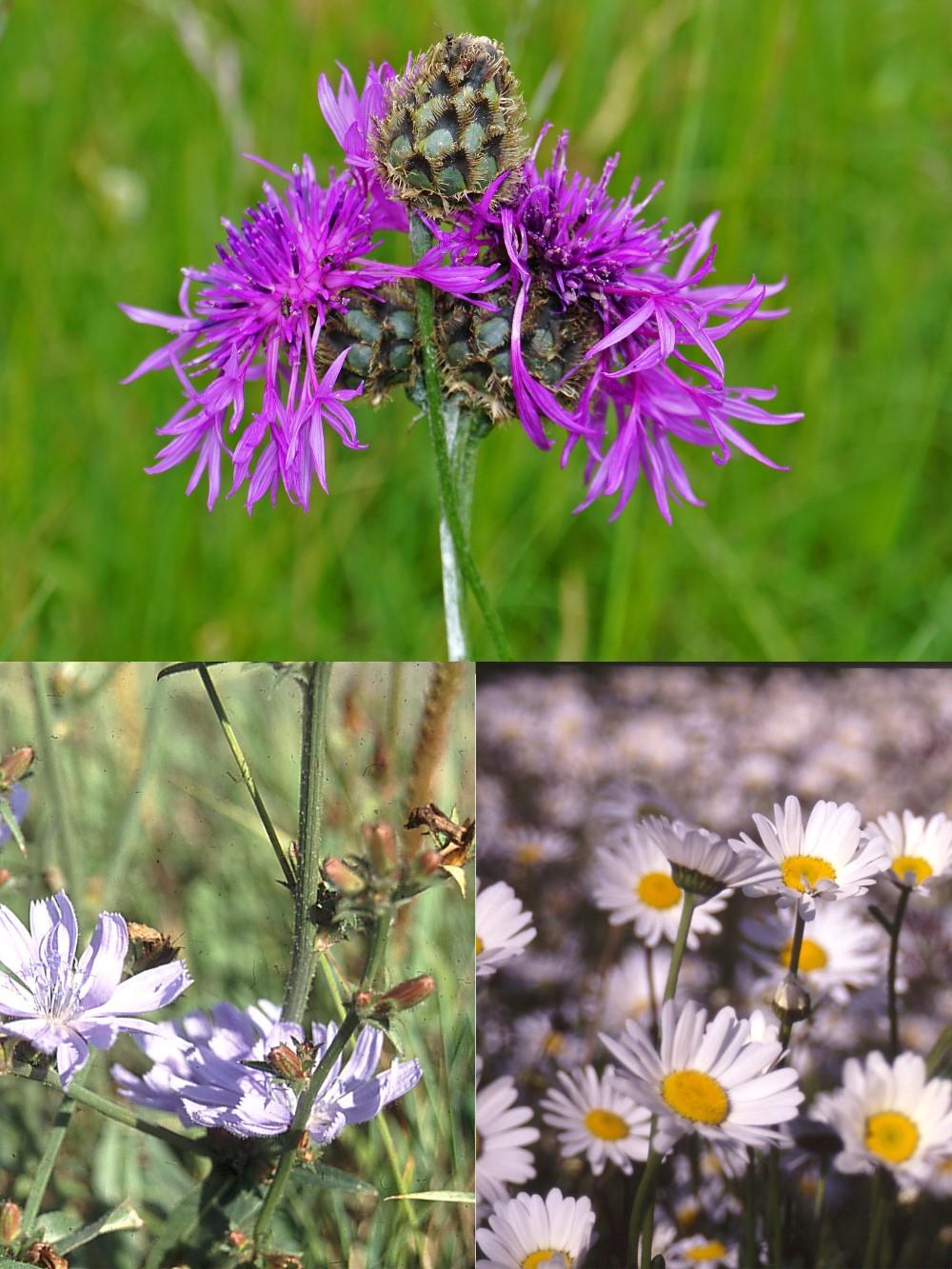 Vintermix til efterårssåning - 2kg