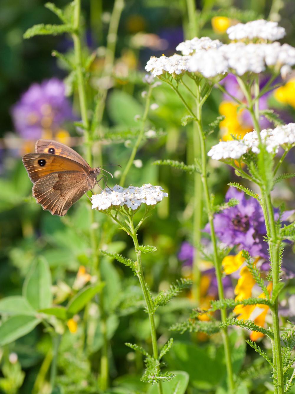 Engblanding til lerjord - 1 kg.