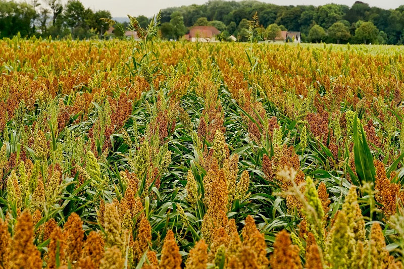 Dwarf Sorghum Penn 110 - 10 kg.