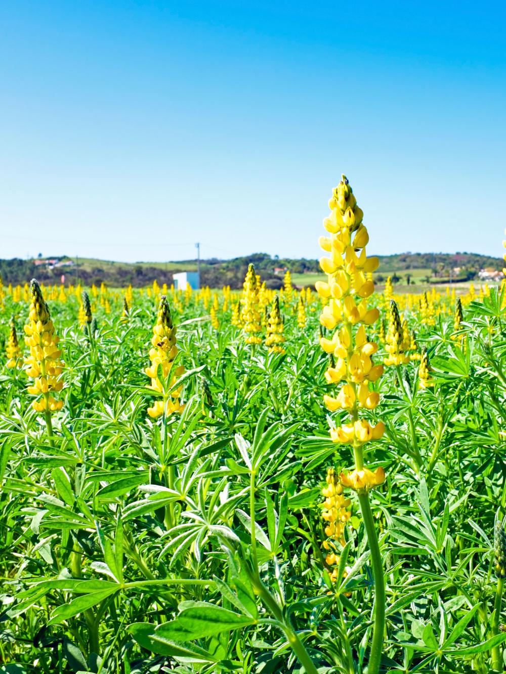 Gul Lupin MISTER - 10 kg.