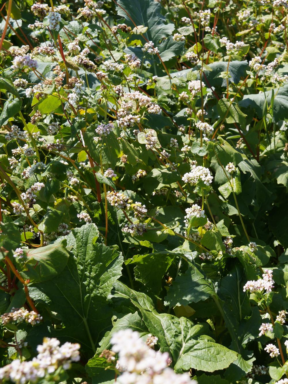 Helårsmix til hjortevildt - 2 kg.