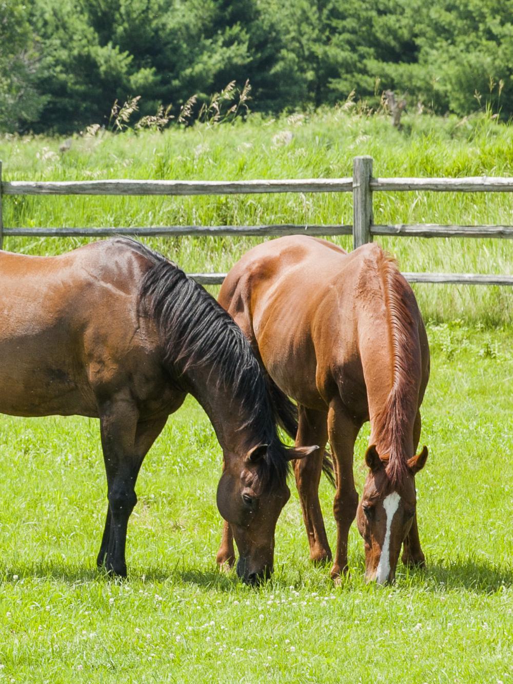 DLF HorseMax Fiber - 10 kg.