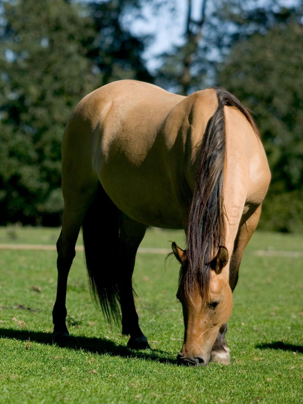 DLF HorseMax Fiber Pronitro - 10 kg.