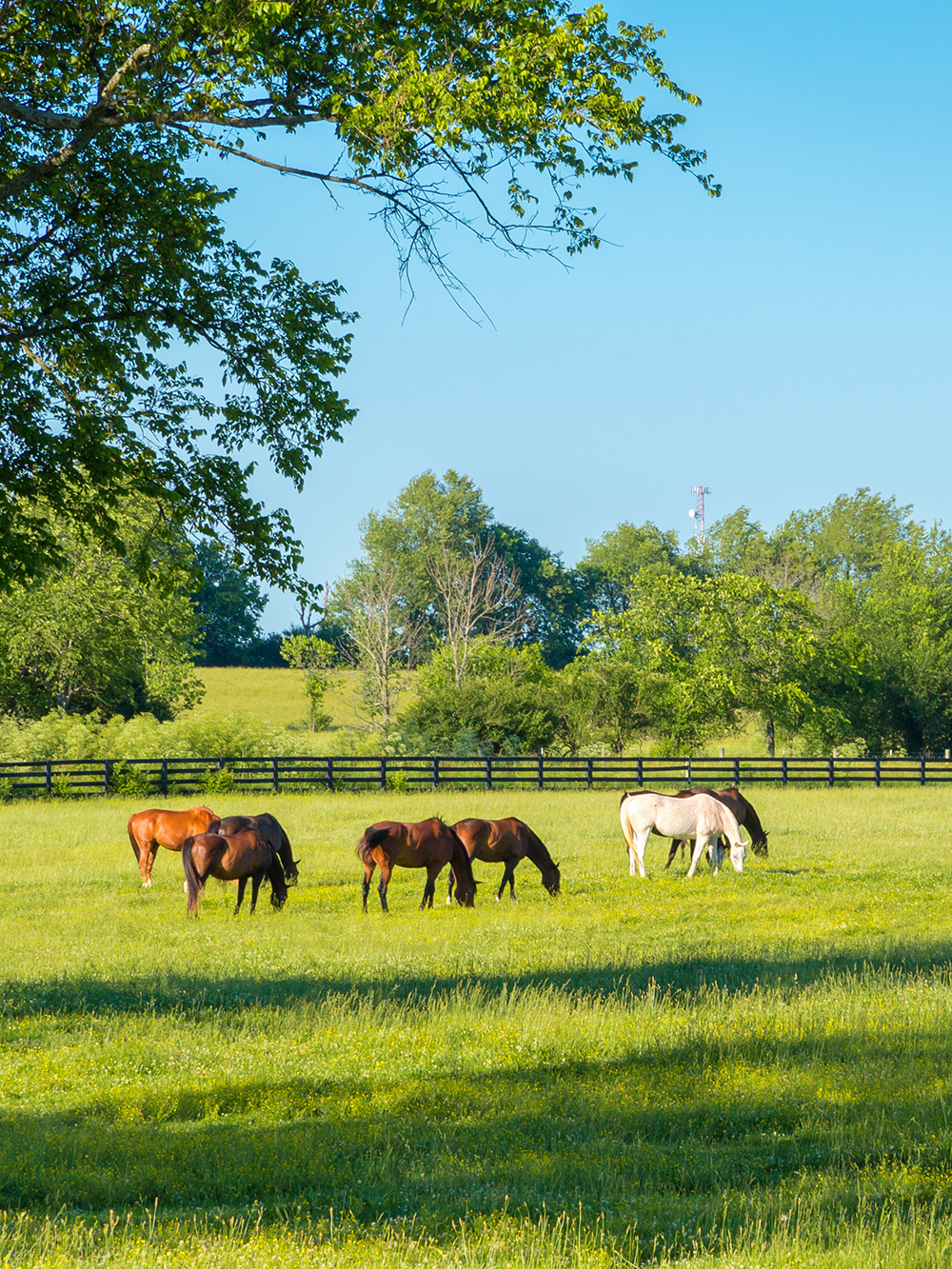 DLF HorseMax LOW - 10 kg.