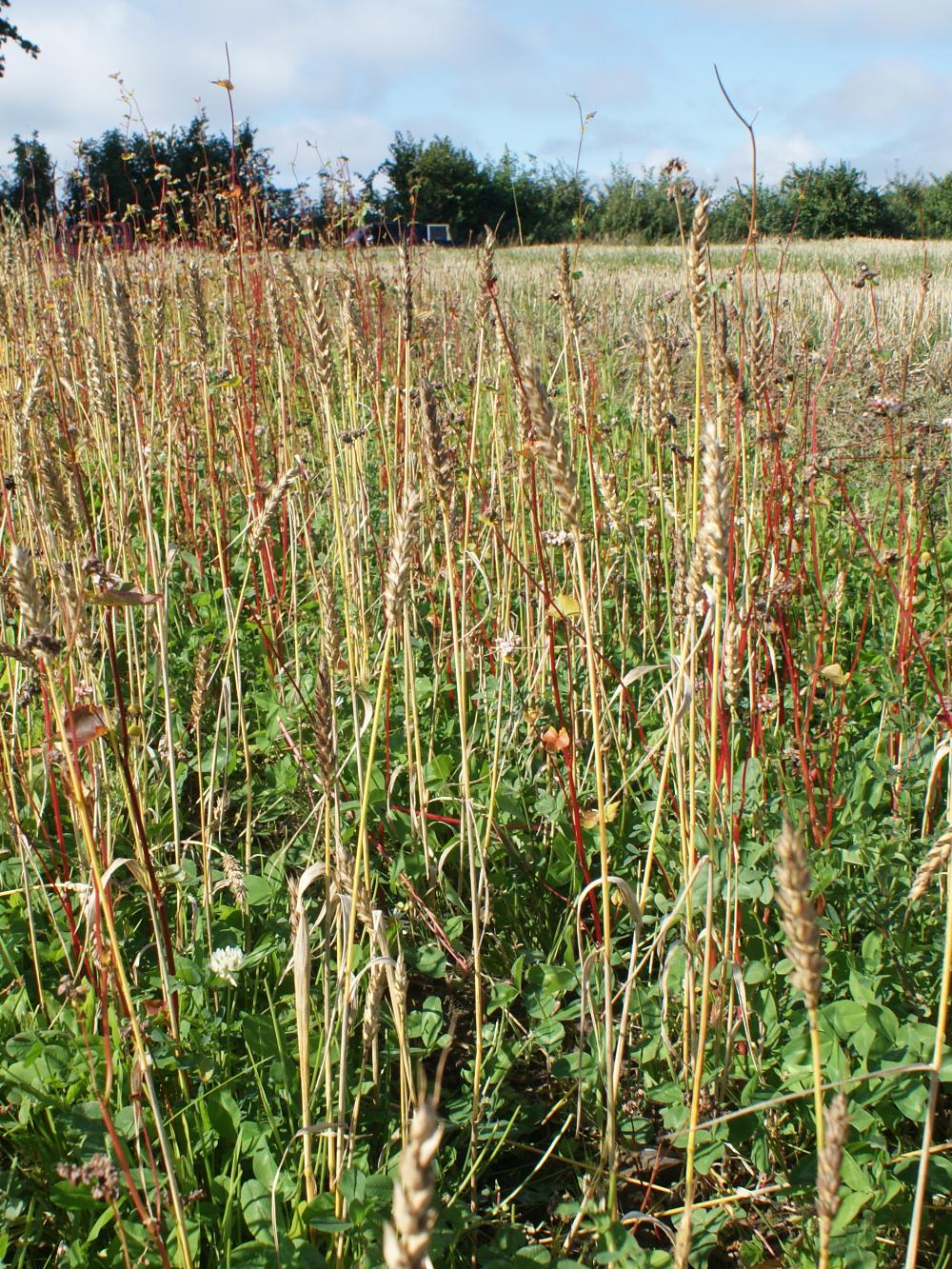 Kyllingemix forårssåning - 5 kg.