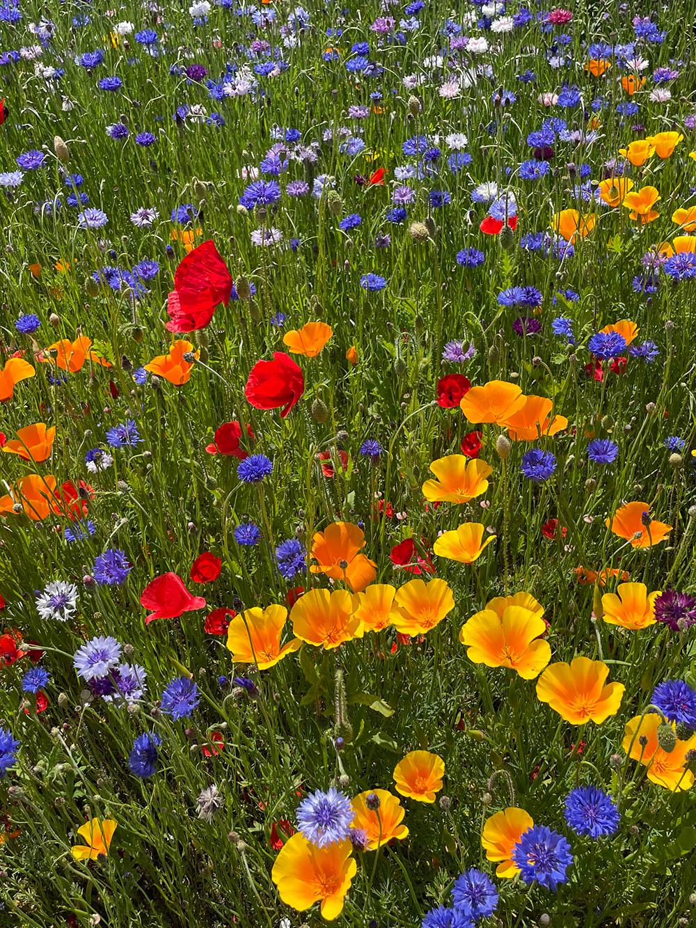 Landmandens blomsterblanding - 10 kg.