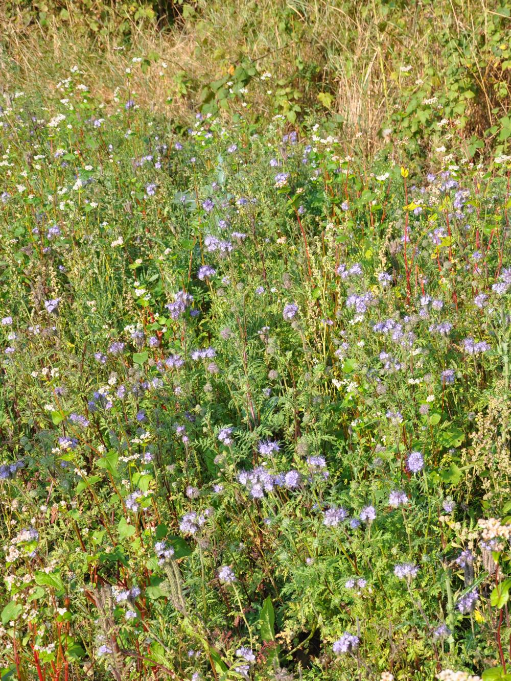 Markvildt, dækning og føde - 5kg