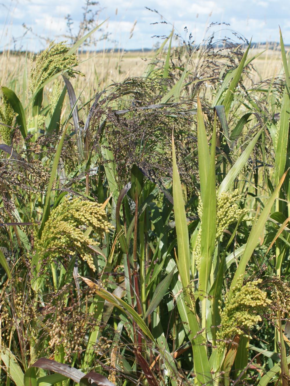 Hirse Millgame Millet Mix - 10kg