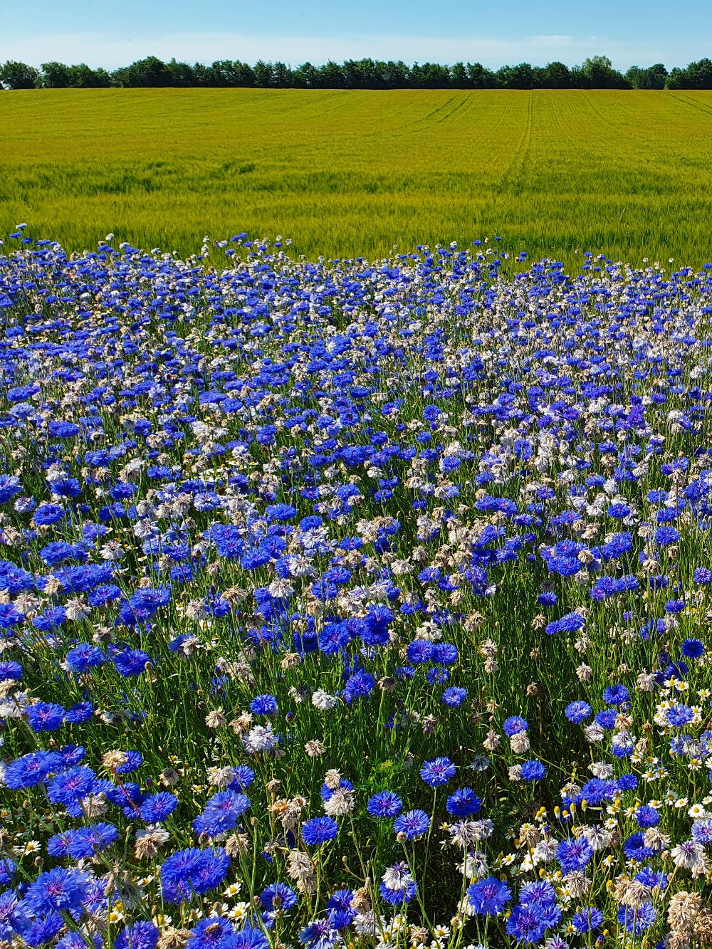 Spiselige blomster - Ny Nordisk - 1 kg.