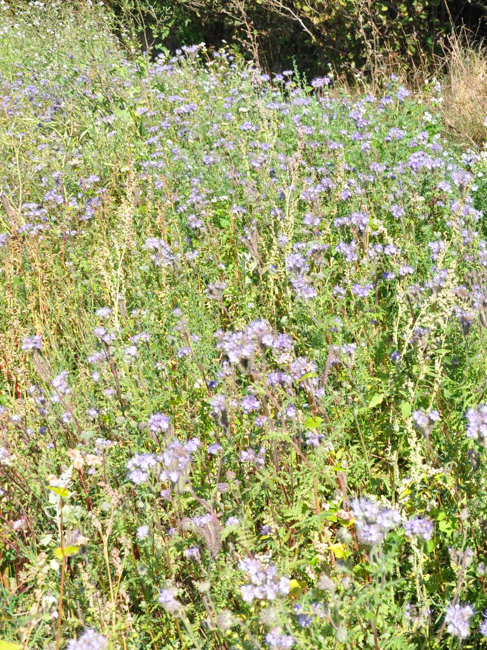 Pollen og nektar blanding - 2 kg.