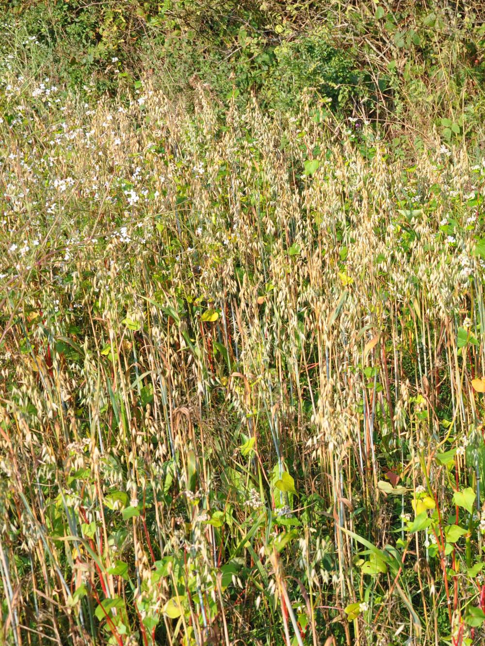 Skoveng og vildtager - 5 kg.