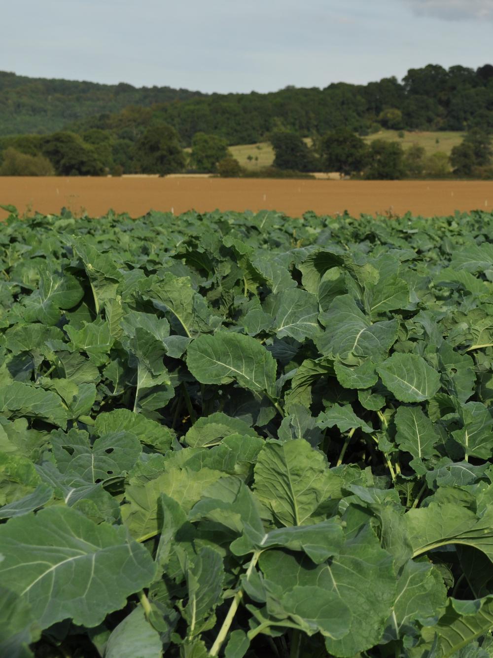 SureFire Kale Blend - 2 kg.