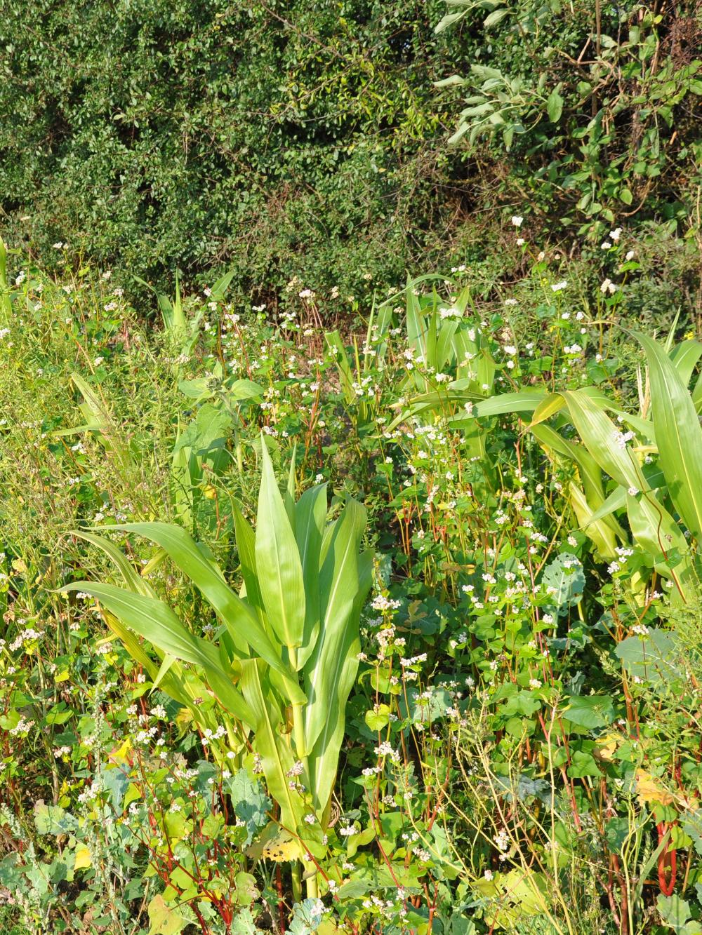 Traditional Game Cover Mixture - 10kg