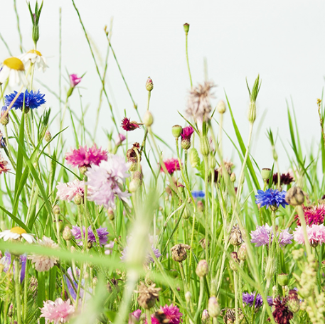 Danske engblomster - 100g / 5m2
