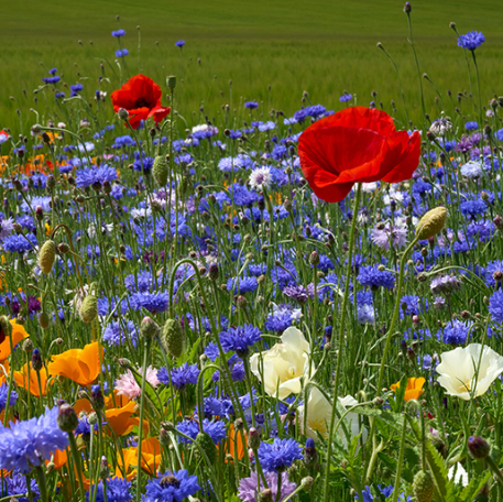 Landmandens blomster - 0,7kg / 70m2