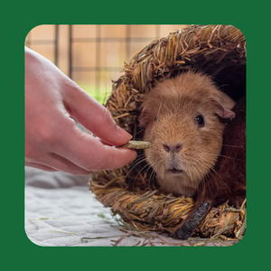 Excel Natures Snack Fruit Feasts g