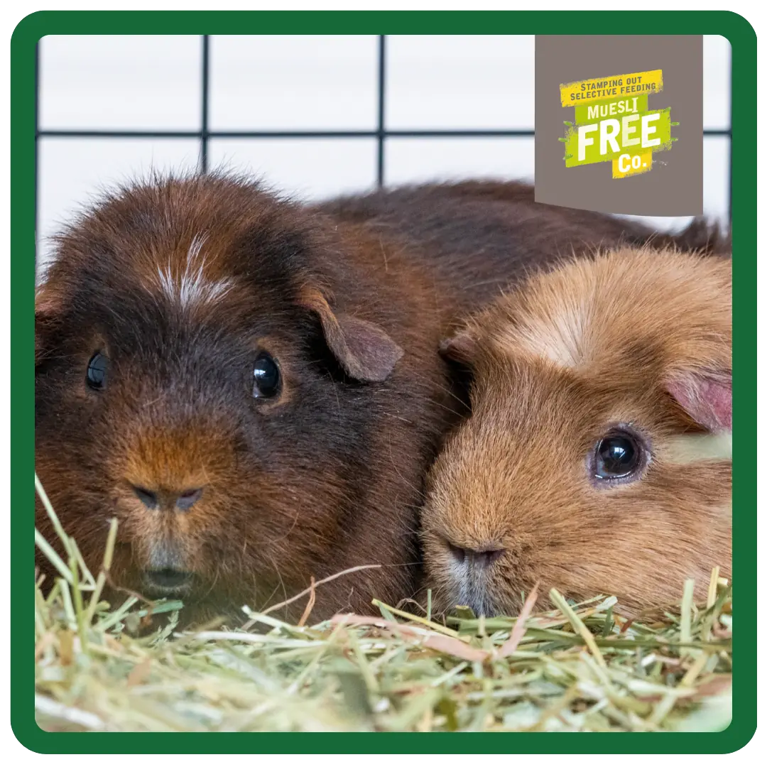 Excel Indoor Guinea Pig 1,5kg