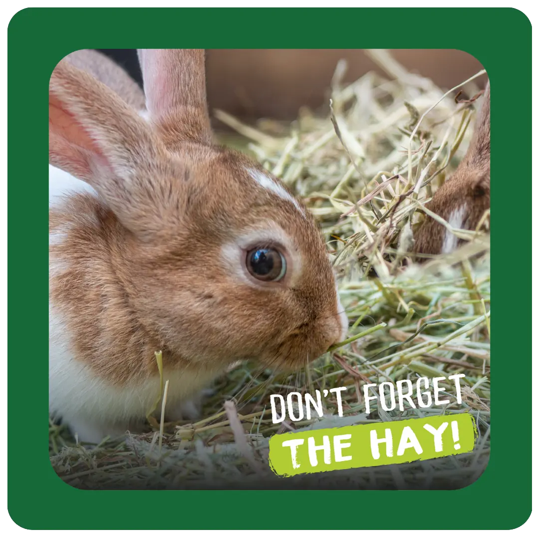 Excel Feeding Hay Dried Fresh Grass 1kg