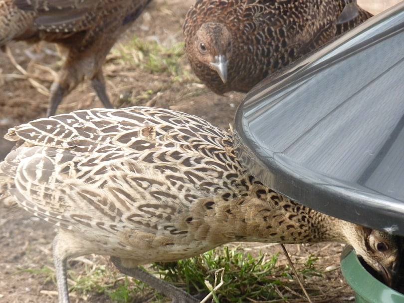 KING Feeder, foderautomat til fasaner og fjerkræ - 25kg