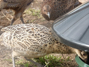 KING Feeder - foderautomat til fasaner og fjerkræ - 25kg