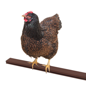 Siddepind til fjerkræ - Plast - 2 x 100 cm.