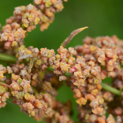 Quinoa - 1 kg.