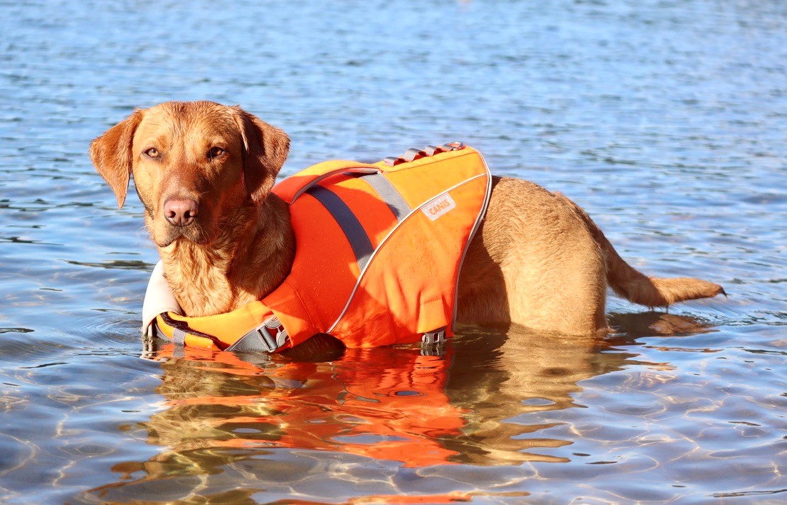 Hunde svømmevest
