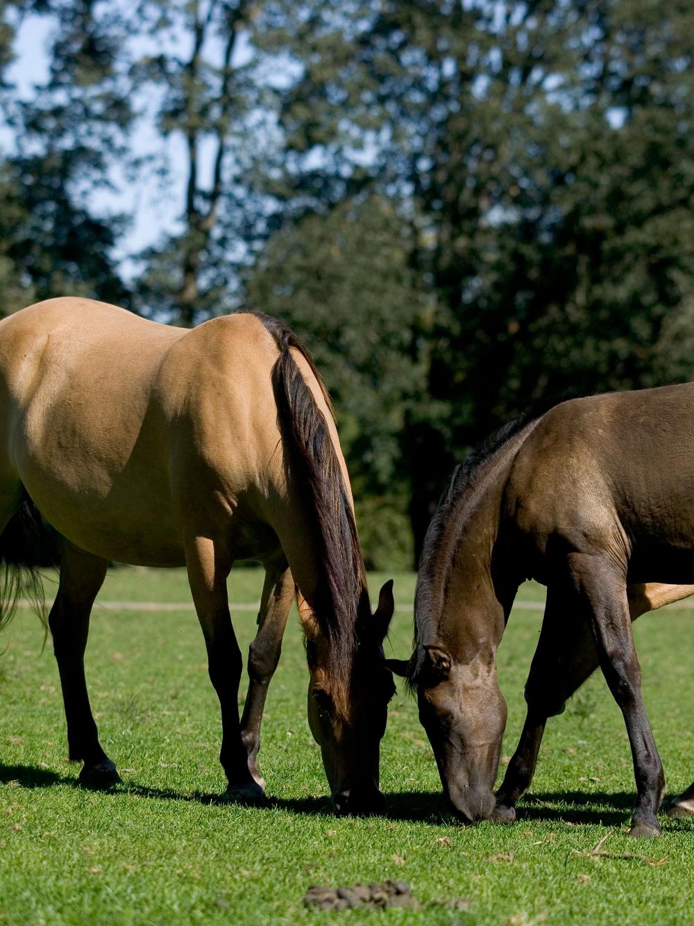 DLF HorseMax FIBER uden alm. rajgræs - 10 kg.