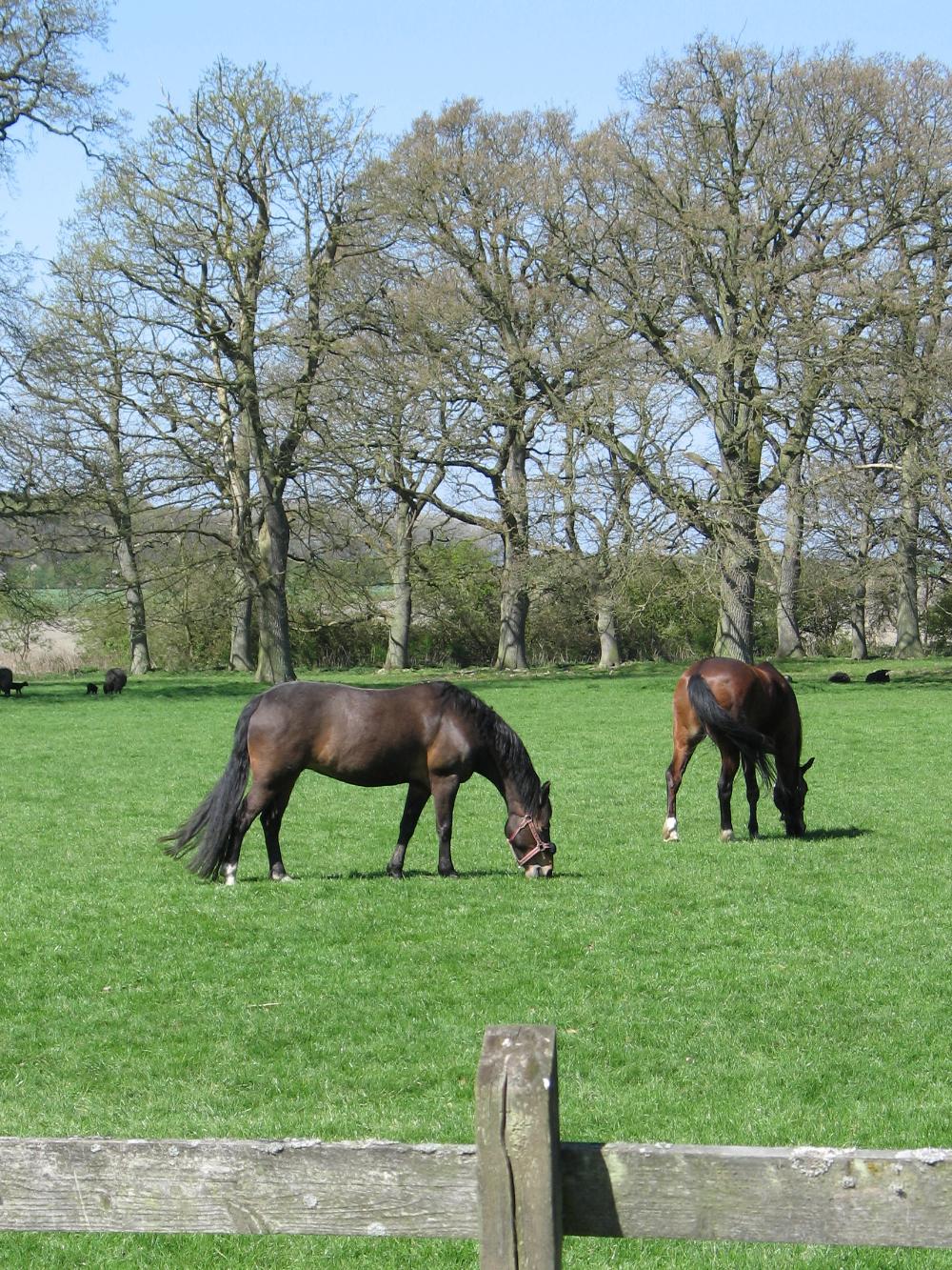 DLF HorseMax Slæt - 10 kg.
