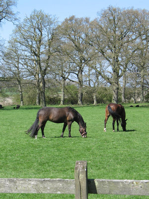 DLF HorseMax Slæt - 10 kg.