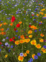Landmandens blomsterblanding - 1kg