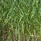 Rørgræs - 1 kg.